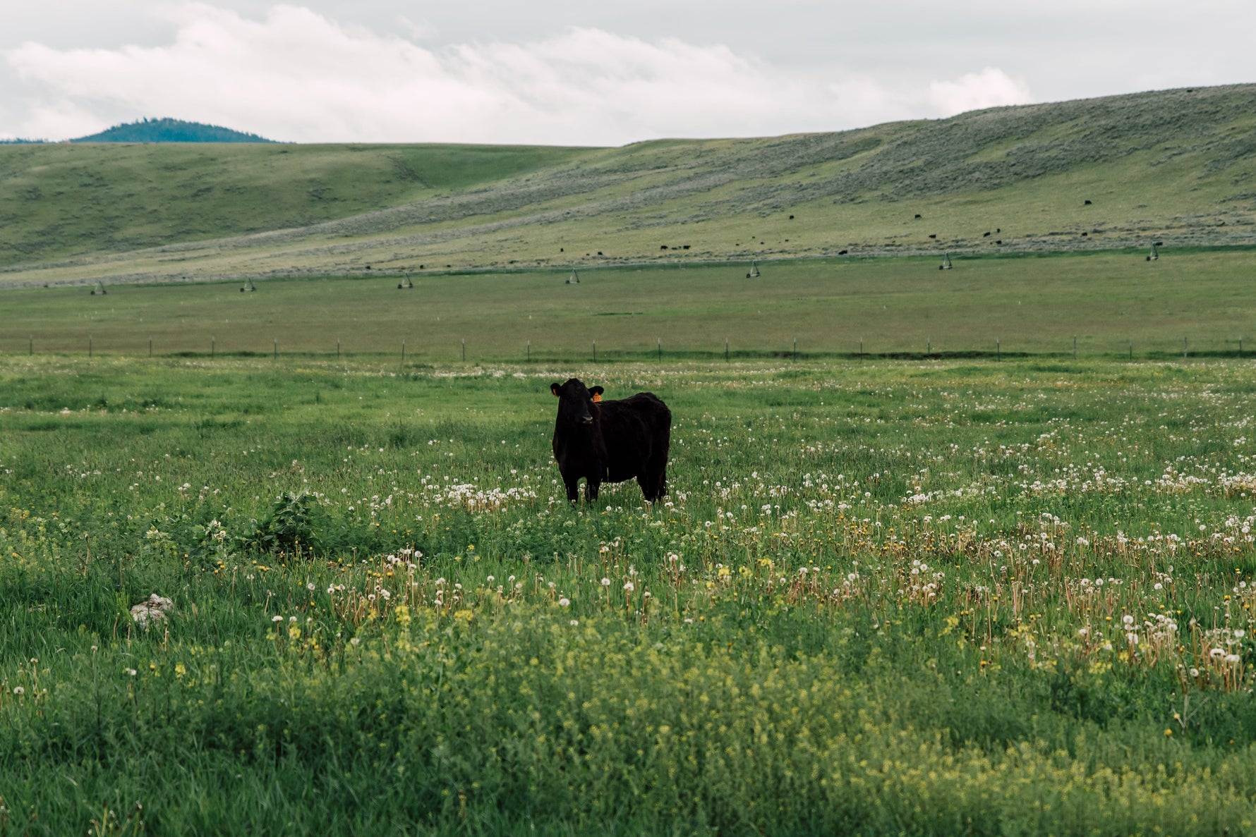 Regenerative Ranching, Rendered Down