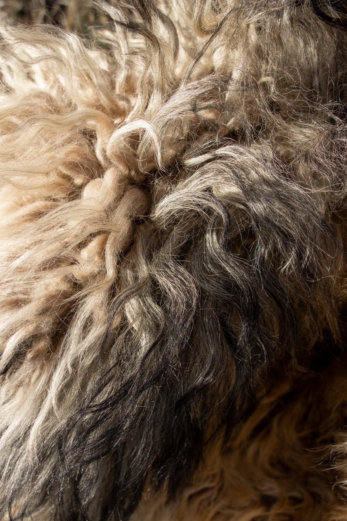 Why We Naturally Tan Our Icelandic Sheep Hides