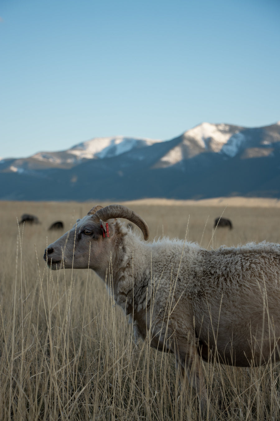 Our Icelandic Lamb