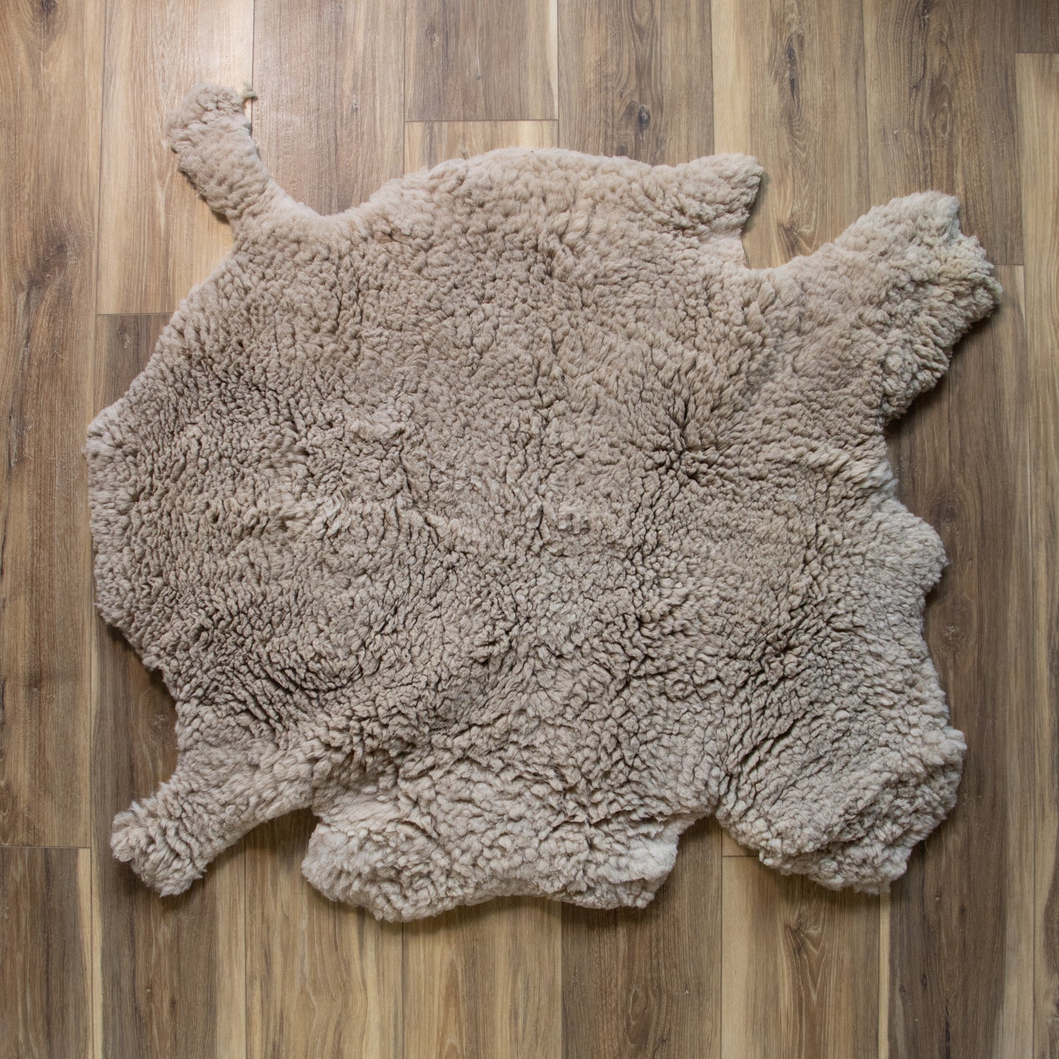 Targhee Sheep Hide