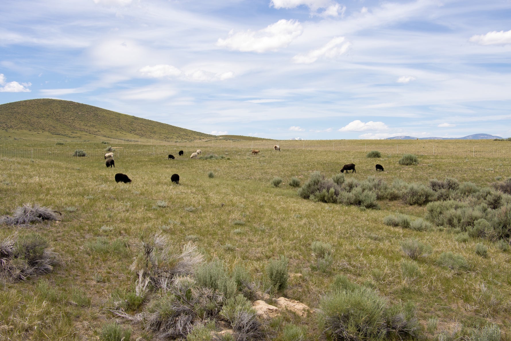 Scenic view of a grassy field with grazing sheep under a blue sky with clouds.
