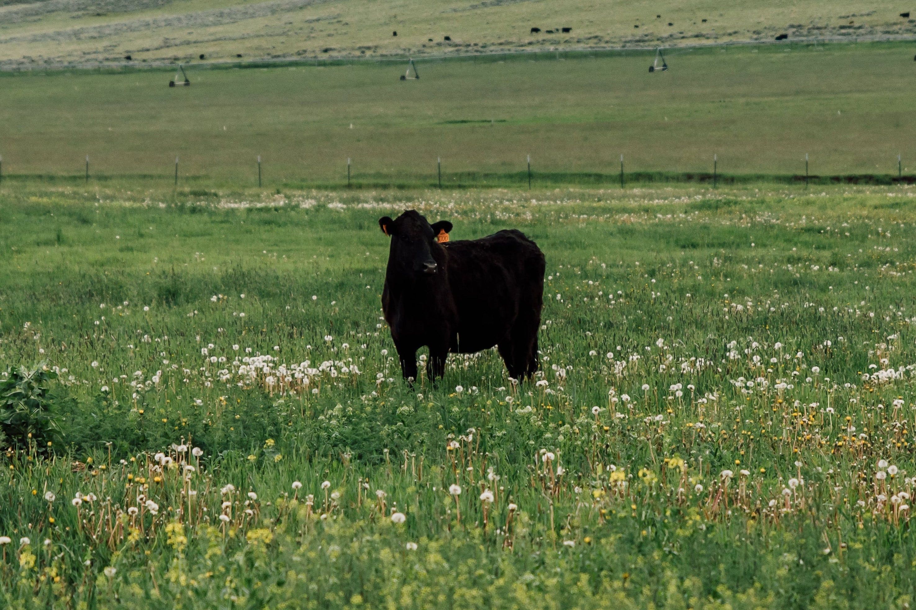 Cow standing in a grassy field with wildflowers under a cloudy sky