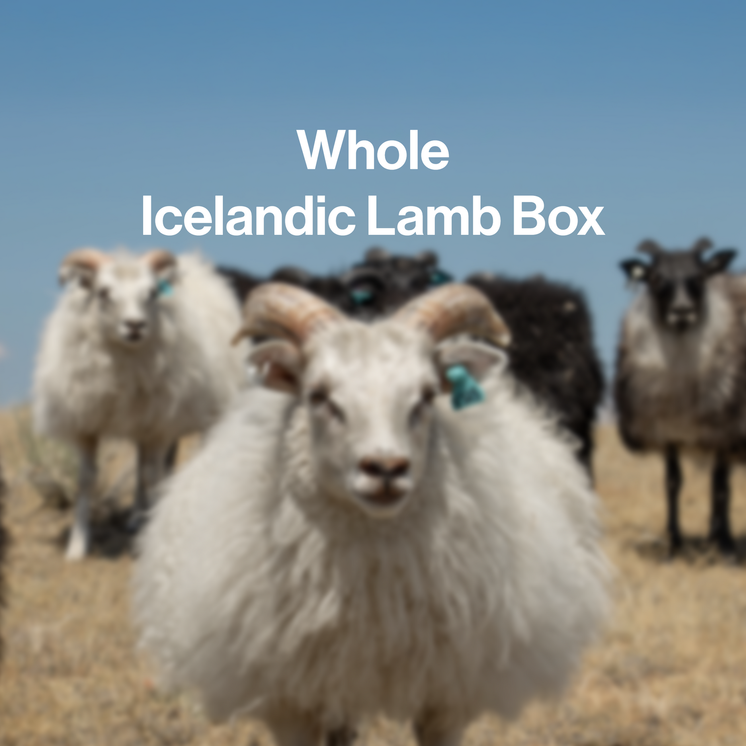Whole Icelandic Lamb (deposit)