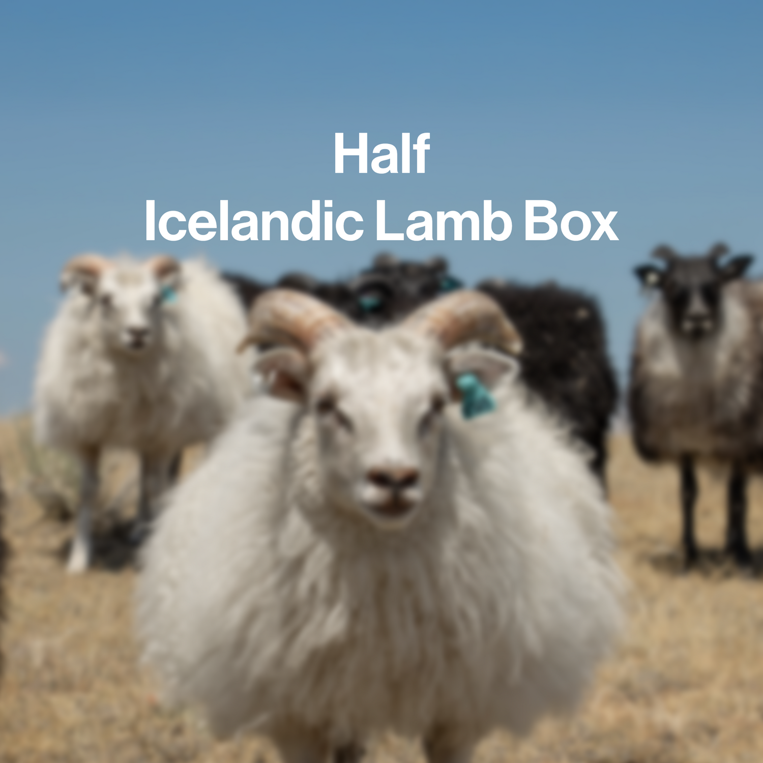 Half Icelandic Lamb (deposit)