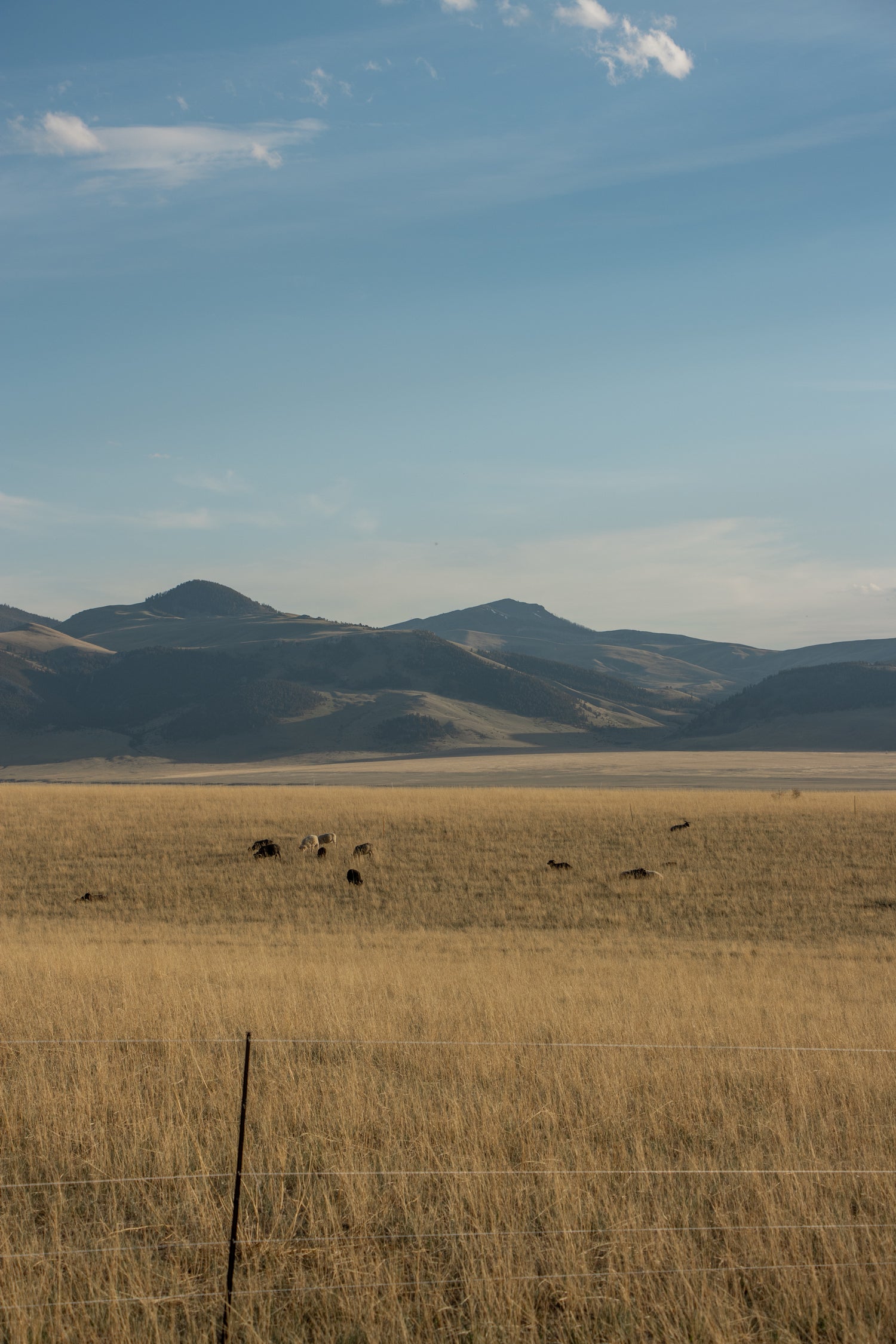 Open field with animals and mountains in the background