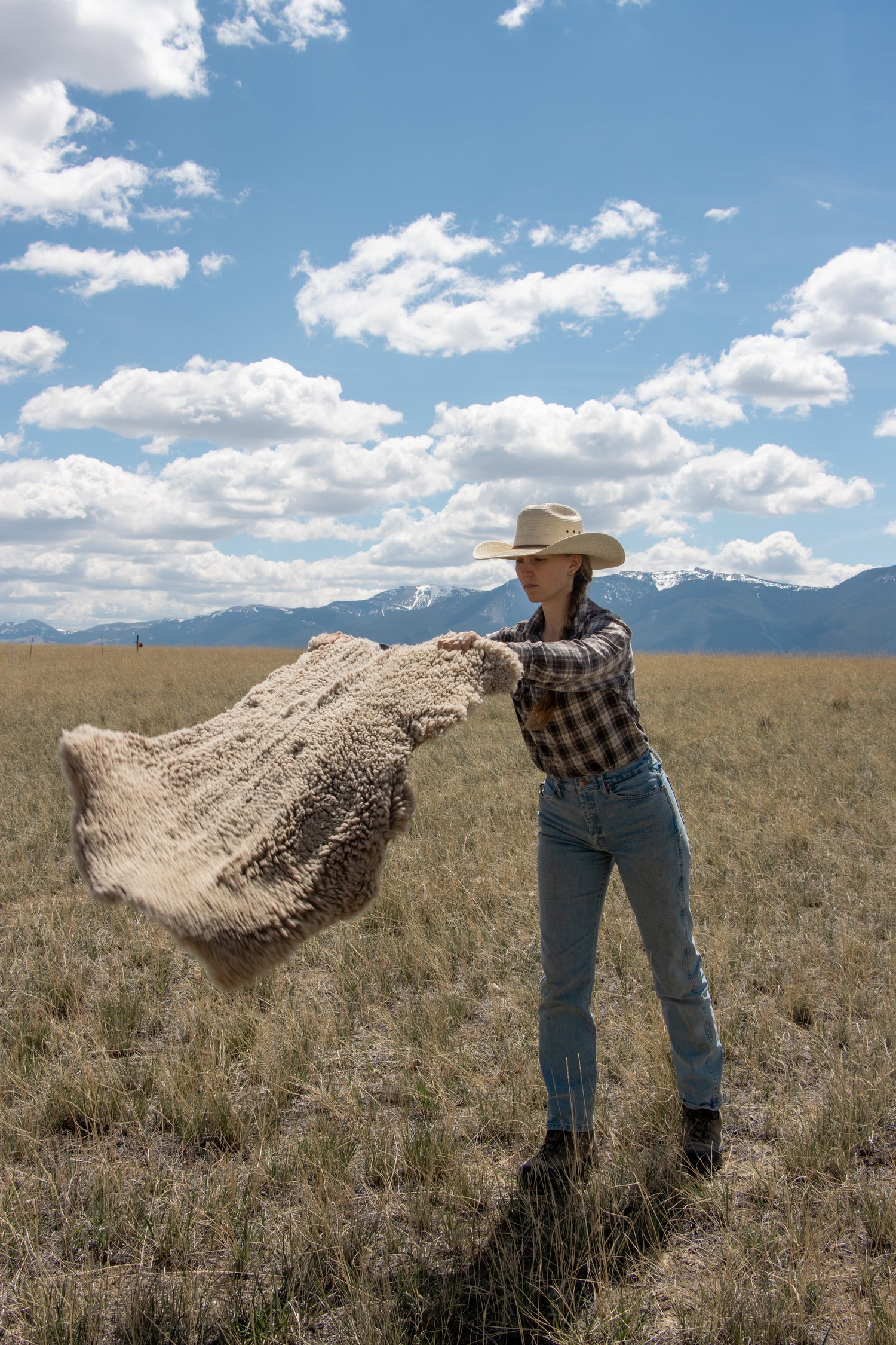 Targhee Sheep Hide
