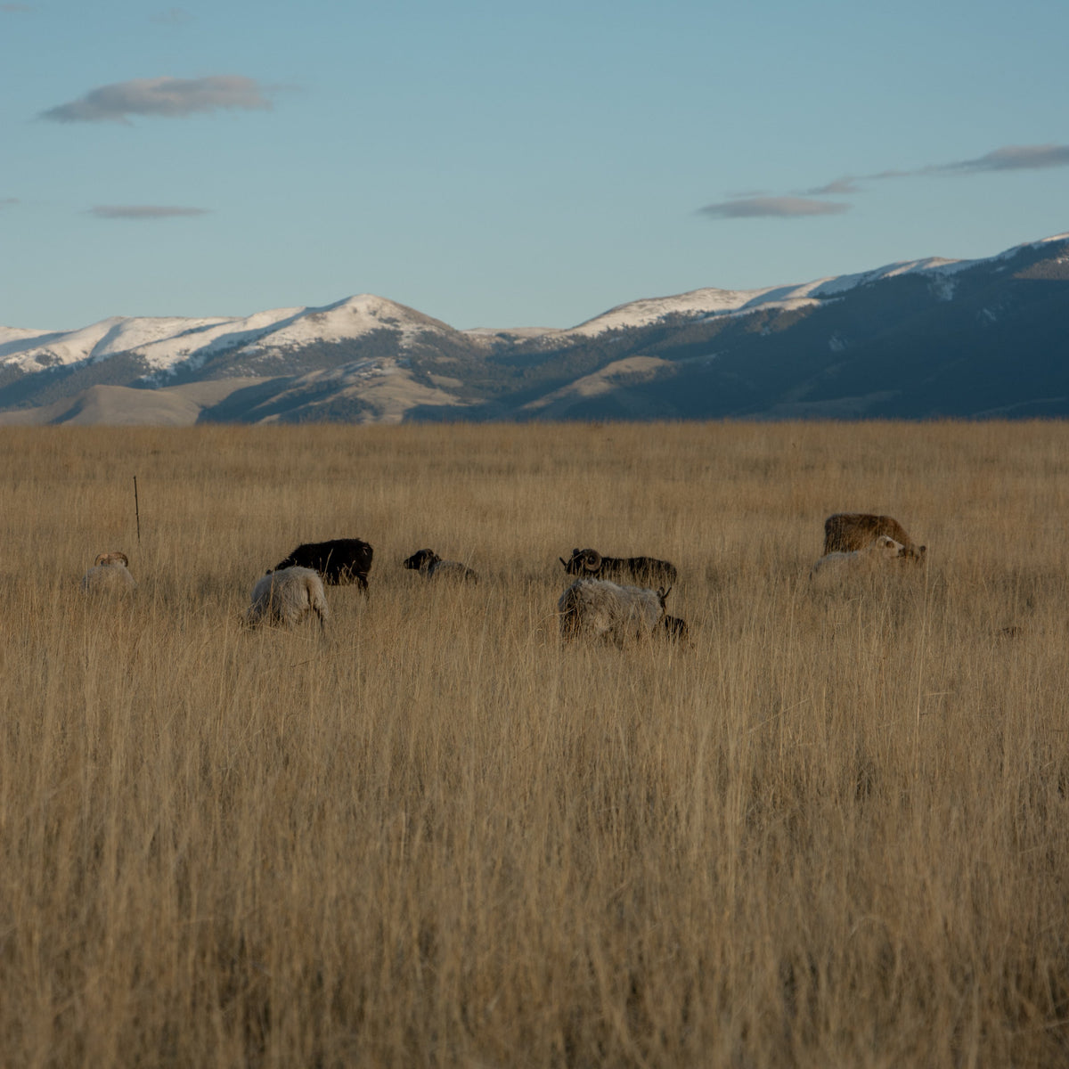 Cattle grazing in a field with mountains in the background